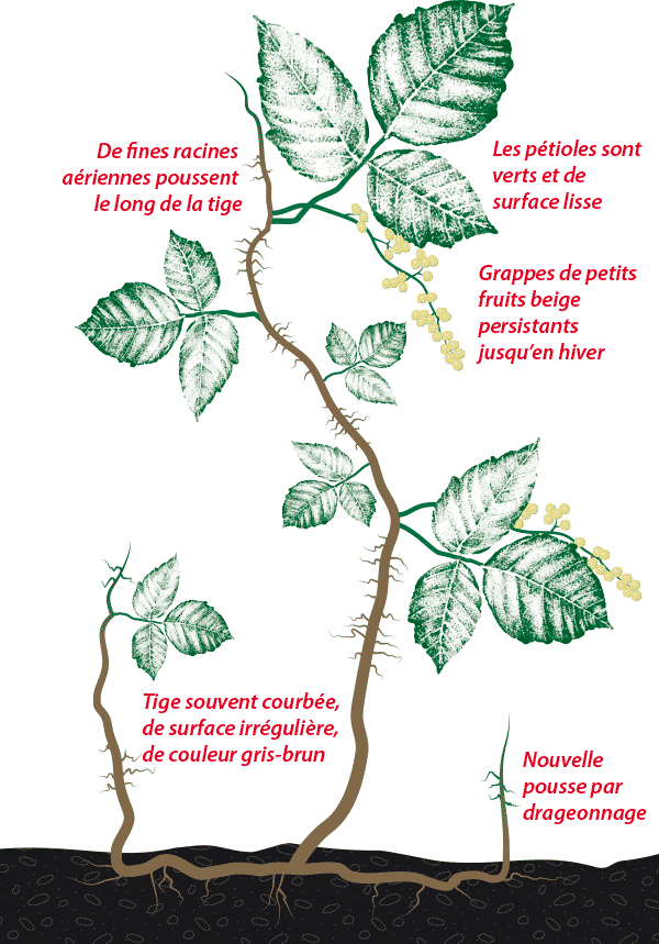 Illustration d'un plant d'herbe à puce grimpant (T. Radicans)